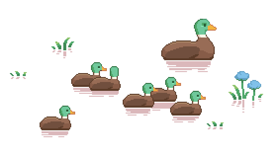 Swimming ducks